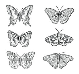 Fototapeta na wymiar Hand drawn outline vector butterflies, detailed tattoo ink style, realistic engraved illustration