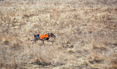 German kurtshaar carries a downed hazel grouse in its teeth