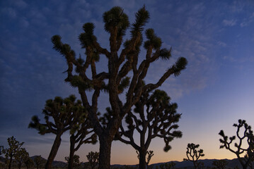 Joshua Tree National Park at Dusk
