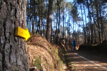 Pessoa a fazer caminhada num trilho de montanha com indicações - seta amarela, trilho no meio de...