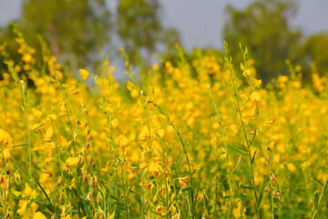 field of dandelions