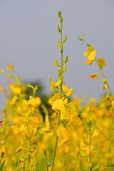 rapeseed field in spring