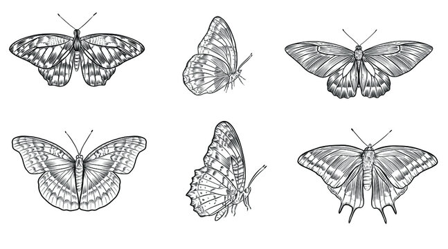 Hand drawn outline vector butterflies, detailed tattoo ink style, realistic engraved illustration