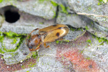 Silvan flat bark beetle, Psammoecus bipunctatus on bark