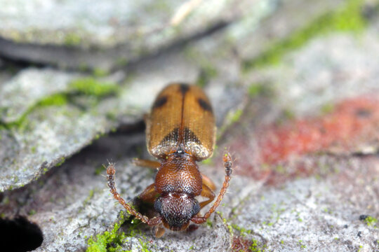 Silvan flat bark beetle, Psammoecus bipunctatus on bark