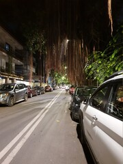 banyan tree on the road side
