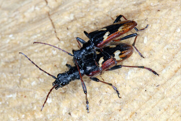 Two-banded longhorn beetle (Rhagium bifasciatum).