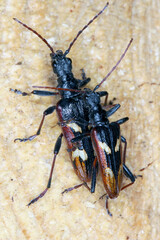 Two-banded longhorn beetle (Rhagium bifasciatum).
