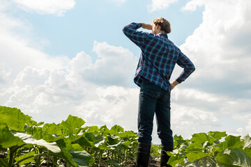 young farmer businessman in a plaid shirt in a sunflower field