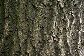Bark of a tree