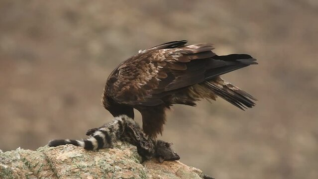 Aguila real en la sierra abulense. Avila.España