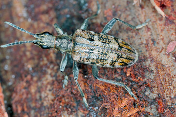 Ribbed pine borer - Rhagium inquisitor on wood.