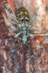 Ribbed pine borer - Rhagium inquisitor on wood.