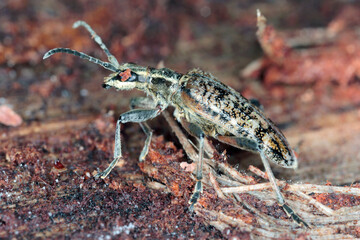 Ribbed pine borer - Rhagium inquisitor on wood.
