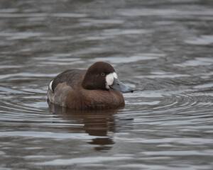 Female Greater scaup , (Aythya marila).