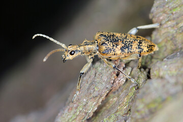 Longhorn Beetle Rhagium sycophanta (Cerambycidae) sitting on oak bark, macro photo