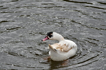 PATO