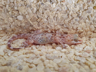 Salamanquesa rosada (Hemidactylus turcicus), lagartija mediterránea