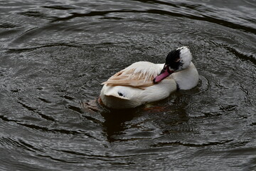 PATO