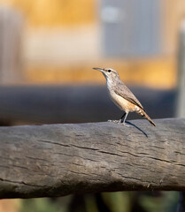 A Rock Wren sitting on a wooden post on a sunny day, offset by a yellow shed in the near background.