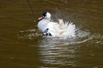 PATO