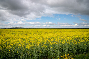 Field of rapeseed, canola or colza, in latin brassica napus Rape seed is plant for green energy and oil industry	