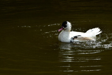 PATO