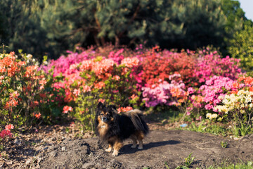 Fototapeta na wymiar portrait of a dark purebred small dog on the background of a flower bed