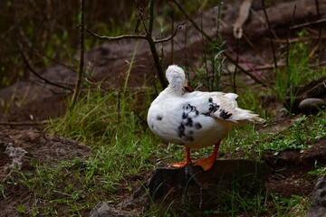 PATO