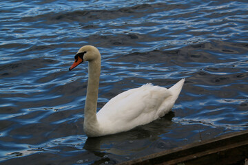 Obraz premium A Mute Swan on the water