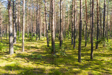 Fototapeta na wymiar A summer pine forest landscape