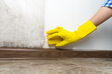 Close-up of a woman's hand in yellow rubber gloves cleans the wall from black mold with a special antifungal agent and sponge.Result is before and after, one part of the wall is clean, other is dirty - obrazy, fototapety, plakaty