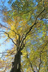Decoy country park in Autumn