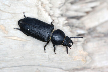 black long horn beetle - Spondylis buprestoides on wood.