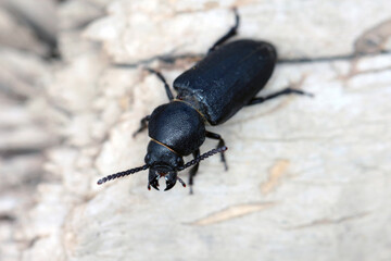 black long horn beetle - Spondylis buprestoides on wood.