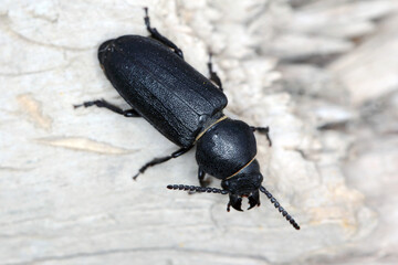 black long horn beetle - Spondylis buprestoides on wood.