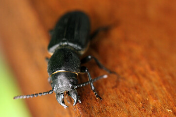 black long horn beetle - Spondylis buprestoides on wood.
