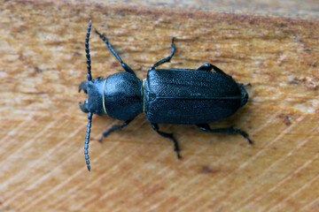 black long horn beetle - Spondylis buprestoides on wood.