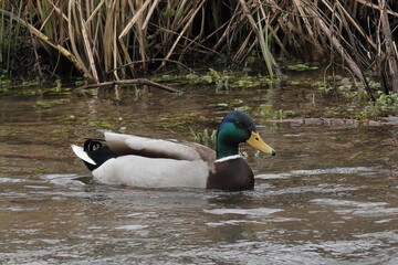 swimming drake mallard in a river