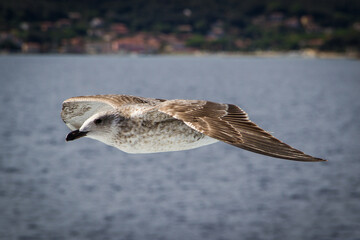 Naklejka premium Flying Juvenile Kelp gull (Larus dominicanus) flying over the ocean in the mediterranean sea in italy