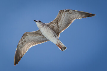 Flying Juvenile Kelp gull (Larus dominicanus) flying over the ocean in the mediterranean sea in italy
