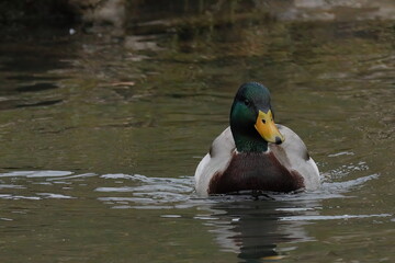 swimming drake mallard in a river