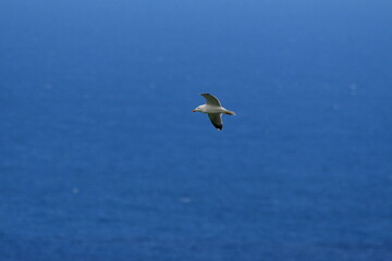 GAVIOTA PATIAMARILLA