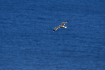 GAVIOTA PATIAMARILLA