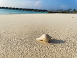 Fototapeta na wymiar white shell on white sand. Maldives beach background