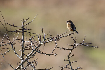 Saxicola, Marlough Beach, Northern Ireland, UK