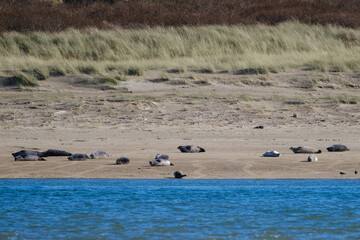 Grey Seal (Halichoerus grypus), Marlough Beach, Northern Ireland, UK
