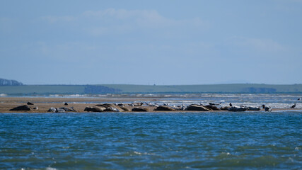 Fototapeta na wymiar Grey Seal (Halichoerus grypus), Marlough Beach, Northern Ireland, UK