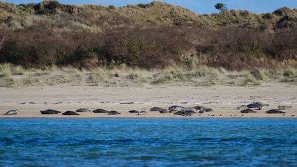 Fototapeta premium Grey Seal (Halichoerus grypus), Marlough Beach, Northern Ireland, UK