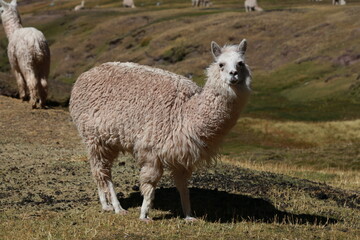 Obraz premium Cute alpaca in the grasslands of Periuvian Andes.